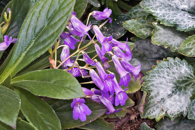 The Power of Purple – Botanical Garden, Montréal, Québec