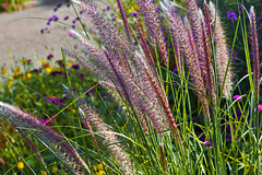 Purple Grasses – Botanical Garden, Montréal, Québec