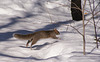 écureuil gris/grey squirrel