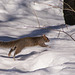 écureuil gris/grey squirrel