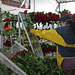 Measuring the roses