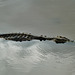 Saltwater crocodile (Crocodylus porosus)_4
