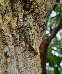 Tree-running mantis (Ciulfina sp.)
