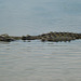 Saltwater crocodile (Crocodylus porosus)_2
