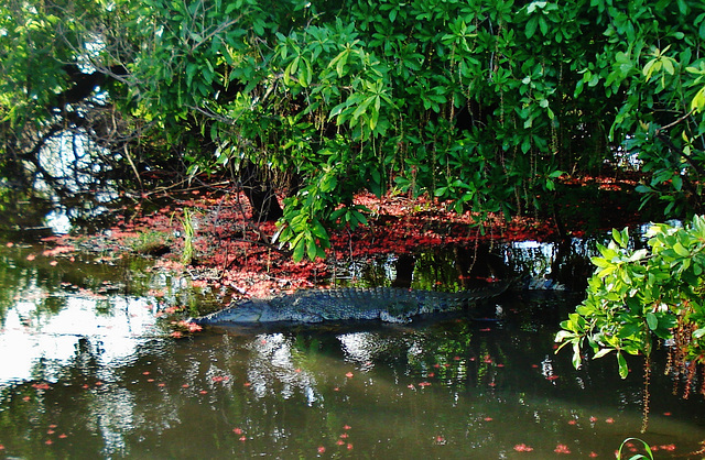Saltwater crocodile (Crocodylus porosus)_12