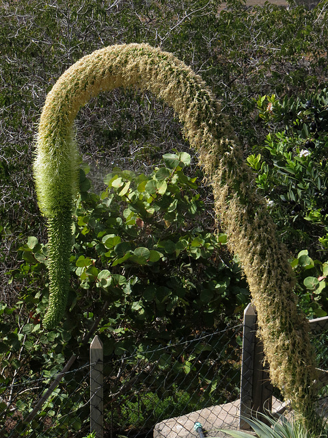 Schwanen-Kaktus