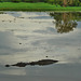 Saltwater crocodile (Crocodylus porosus)_1
