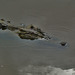 Saltwater crocodile (Crocodylus porosus)_7