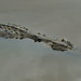 Saltwater crocodile (Crocodylus porosus)_8