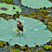 Comb-crested Jacana (Irediparra gallinacea) with chick_1