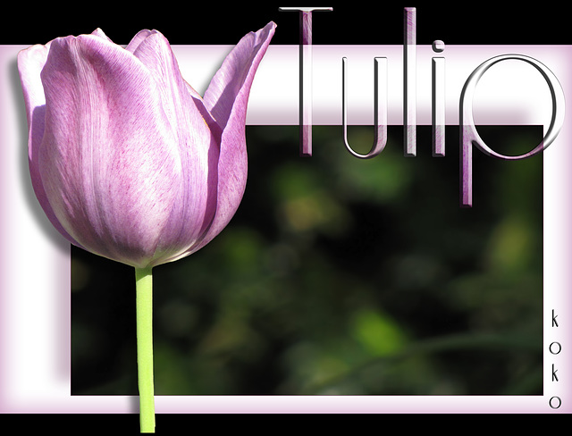 Tulip, pink