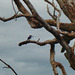 Little Kingfisher (Alcedo pusilla)_2