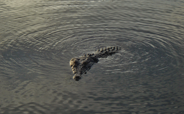 Saltwater crocodile (Crocodylus porosus)_10