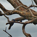 Little Kingfisher (Alcedo pusilla)_1