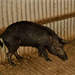 Kangaroo Island Feral pig, pure, sow