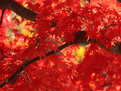 Japanese Maple in Autumn
