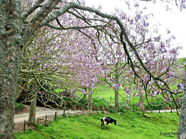 Cow under Jacaranda trees