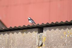 oaw - pied wagtail