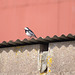 oaw - pied wagtail
