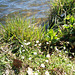 Daisies by the water