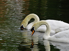 swans
