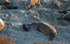 CA-1 Piedras Blancas Elephant Seals (1161)