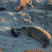 CA-1 Piedras Blancas Elephant Seals (1161)
