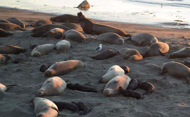 CA-1 Piedras Blancas Elephant Seals (1174) CA-1 Piedras Blancas Elephant Seals (1174)