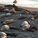 CA-1 Piedras Blancas Elephant Seals (1174)