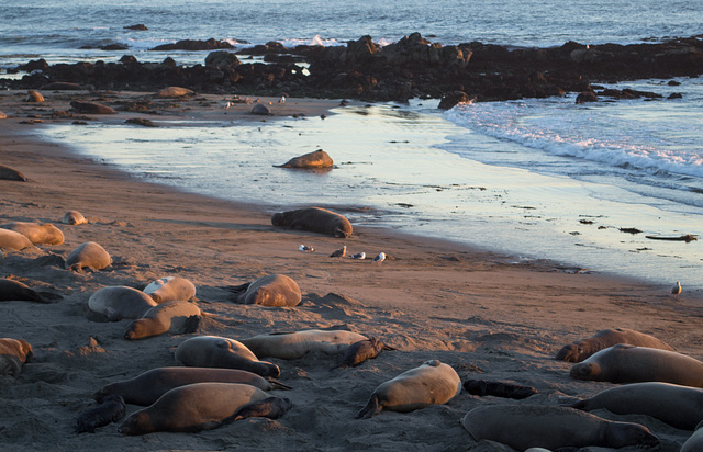 CA-1 Piedras Blancas Elephant Seals (1167) CA-1 Piedras Blancas Elephant Seals (1167)