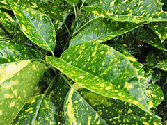 Yellow spotted leaves