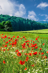 Sommerwiese - Meadow with poppies (180°)