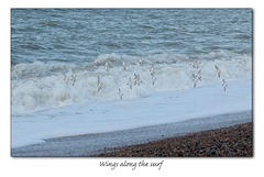 Wings along the surf - Dunlin perhaps - Bishopstone - 19.12.2013