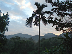 daybreak in the jungle, Mỹ Sơn
