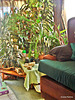 Plants in lounge