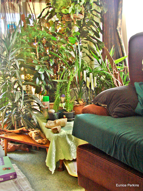 Plants in lounge
