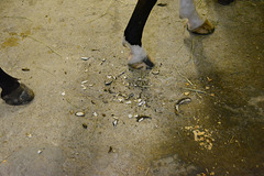 New shoes for horsey – Nail clippings