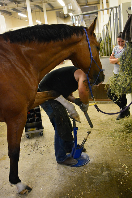 New shoes for horsey – Manicure