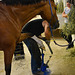 New shoes for horsey – Manicure