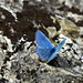Adonis Blue (Polyommatus bellargus)