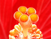 hibiscus detail