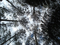Mountain ash and fern tree sky