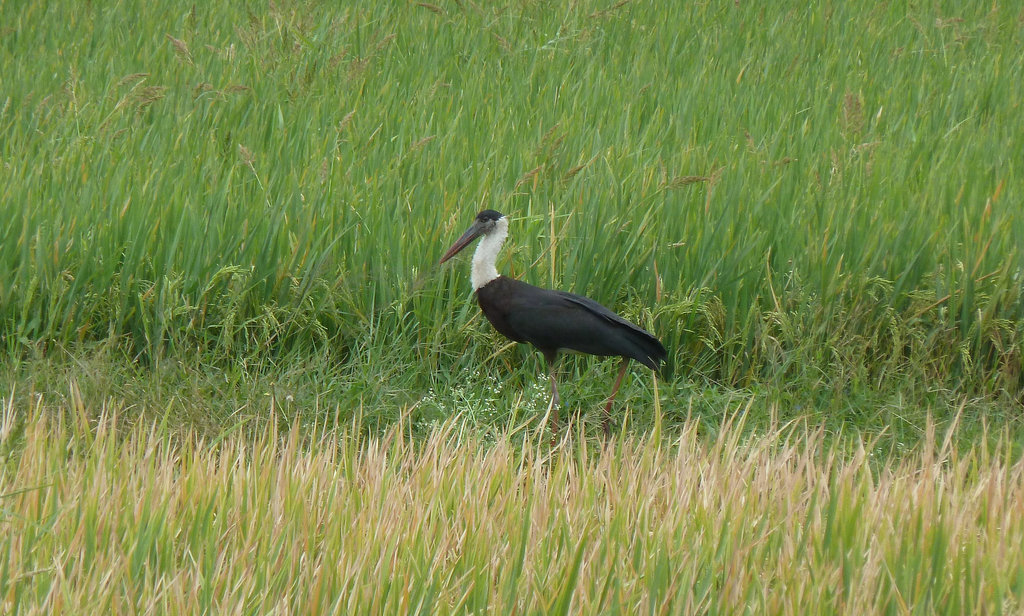 Wooly-necked stork