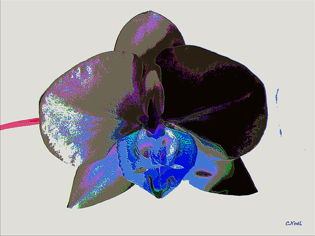 Variation sur une orchidée, 1 !