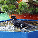 Blackbirds private pool... ©UdoSm