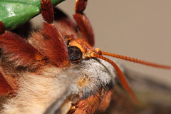 Emperor gum moth (Opodiphthera eucalypti)