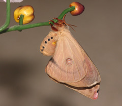 Emperor gum moth (Opodiphthera eucalypti)