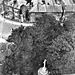 Image12b view from St Mary's Church Tower 1933