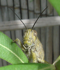 Egyptian Grasshopper (Anacridium aegyptium)