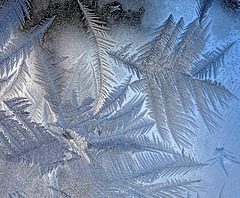 Ice ferns Jan 2014DSC 7895b
